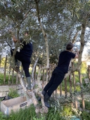 ragazzi su albero