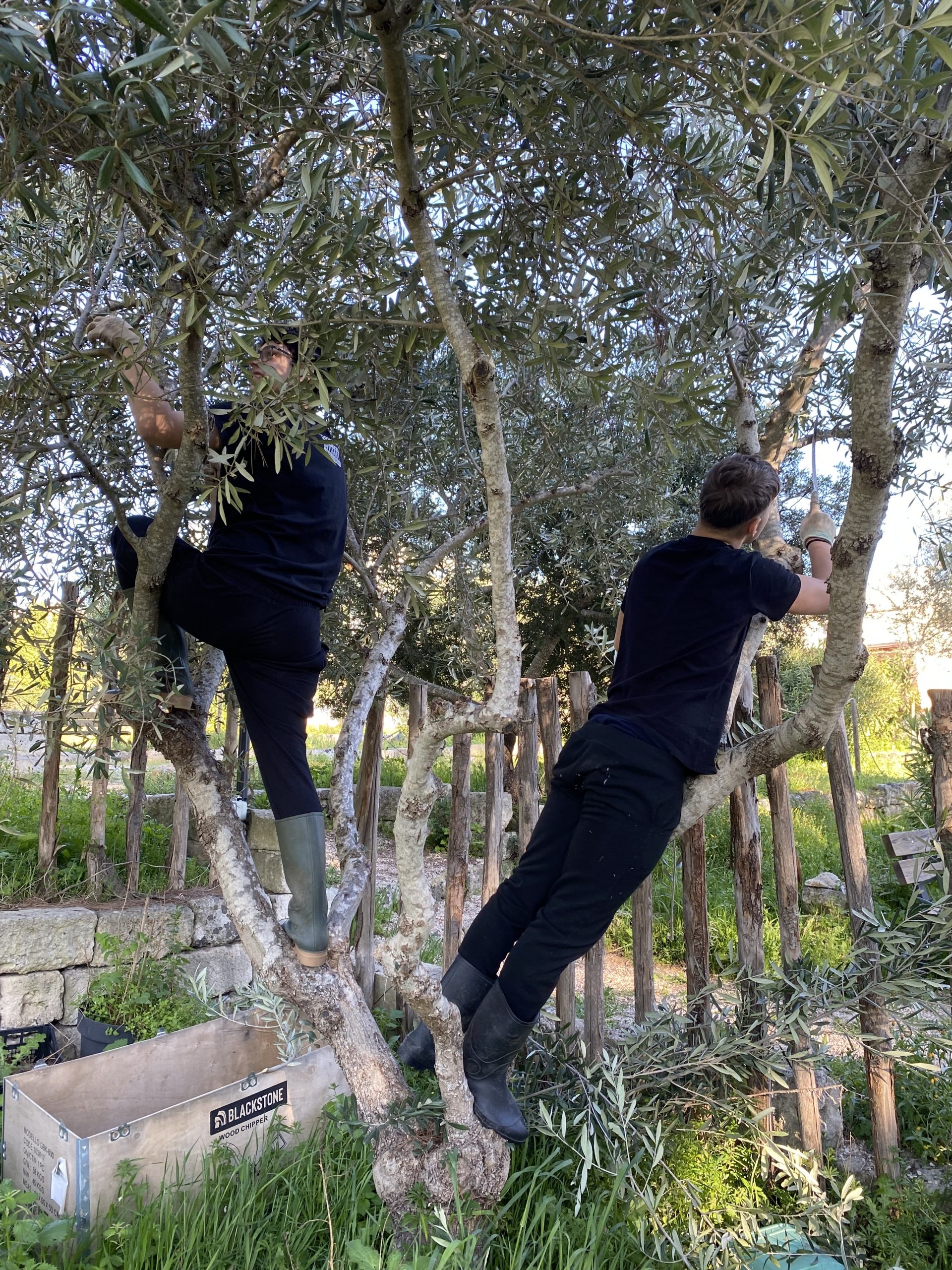 ragazzi su albero