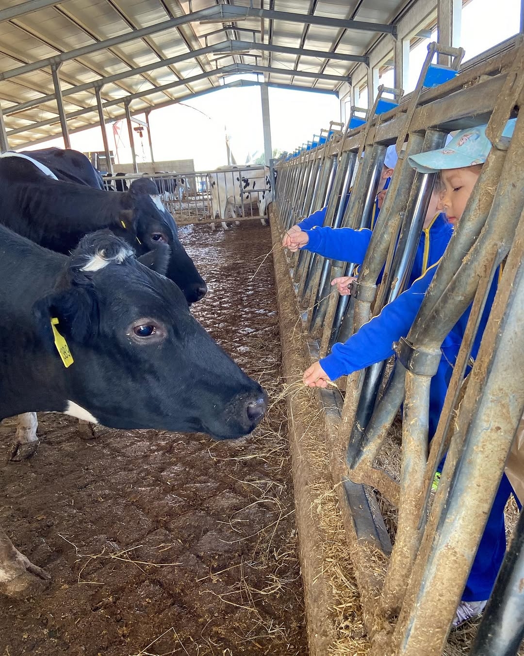 Bambini che interagiscono con le mucche in una fattoria didattica